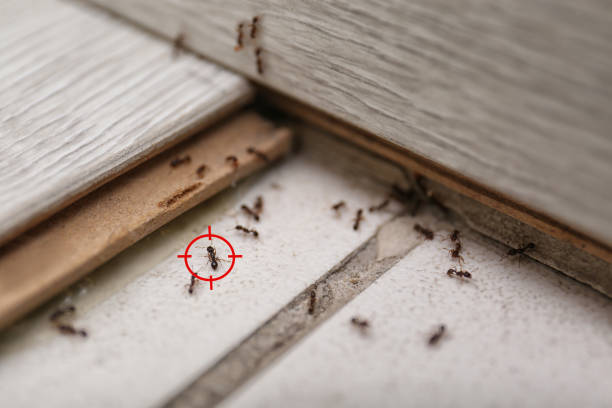 Best Pest Control for Homes  in Woodstock, GA