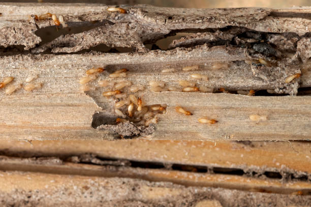 Best Wasp Removal Services  in Woodstock, GA
